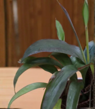 Zameeni Lilly (Cast Iron Plant / Dracaena) - Image 2