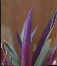 Moses-in-the-Cradle (Oyster Plant / Boat Lily) - Image 2