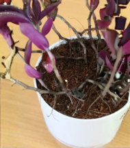 Tradescantia Zebrina (Wandering Dude / Inch Plant / Zebra Plant) - Image 3