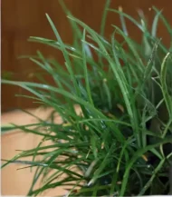 Black Grass (Black Mondo Grass) - Image 2