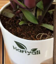 Moses-in-the-Cradle (Oyster Plant / Boat Lily) - Image 3
