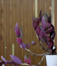 Tradescantia Zebrina (Wandering Dude / Inch Plant / Zebra Plant) - Image 4