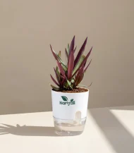Moses-in-the-Cradle (Oyster Plant / Boat Lily)