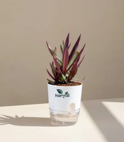 Moses-in-the-Cradle (Oyster Plant / Boat Lily)