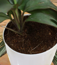 Zameeni Lilly (Cast Iron Plant / Dracaena) - Image 4