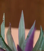 Moses-in-the-Cradle (Oyster Plant / Boat Lily) - Image 4