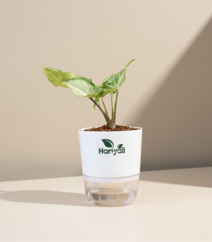 Syngonium White Butterfly (Arrowhead Plant)