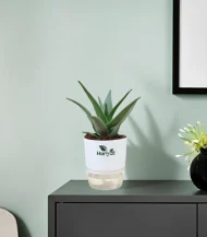 Aloe Juvenna (Tiger Tooth Aloe)