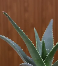 Set of 3 -  Sansevieria Green & Silver Snake Plant & Aloe Juvenna - Image 6