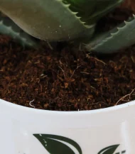 Aloe Juvenna (Tiger Tooth Aloe) - Image 3
