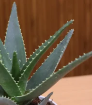 Set of 3 -  Sansevieria Green & Silver Snake Plant & Aloe Juvenna - Image 5