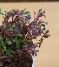 Alternanthera Red (Joyweed / Ruby Leaf Plant) - Image 2
