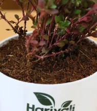 Alternanthera Red (Joyweed / Ruby Leaf Plant) - Image 3