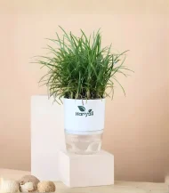 Black Grass (Black Mondo Grass)