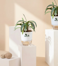 Zameeni Lilly (Cast Iron Plant / Dracaena)