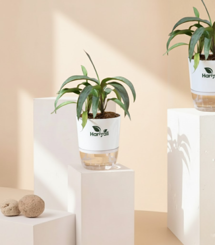 Zameeni Lilly (Cast Iron Plant / Dracaena)