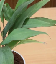 Cordyline Geraldo (Ti Plant) - Image 2