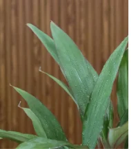 Set of 2 - Cordyline Geraldo & Gynura Procumbens - Image 3