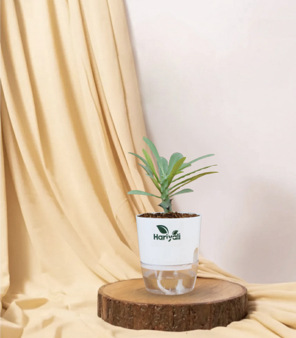 Euphorbia (Crown of Thorns / Christ Plant)