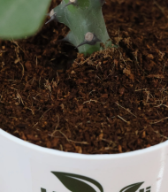 Euphorbia (Crown of Thorns / Christ Plant) - Image 4