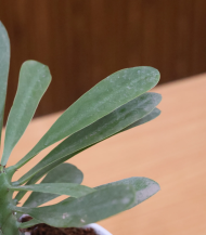 Euphorbia (Crown of Thorns / Christ Plant) - Image 2