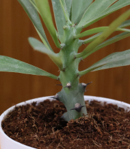 Euphorbia (Crown of Thorns / Christ Plant) - Image 3