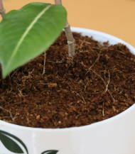 Gynura Procumbens (Longevity Spinach) - Image 3