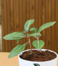 Gynura Procumbens (Longevity Spinach) - Image 2