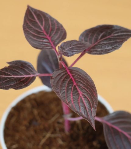 Iresine Herbstii (Bloodleaf / Beefsteak Plant)