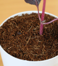 Iresine Herbstii (Bloodleaf / Beefsteak Plant) - Image 3