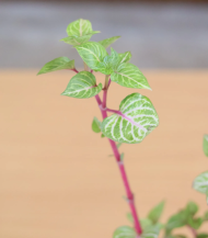 Iresine Herbstii (Bloodleaf Plant) - Image 2