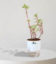 Iresine Herbstii (Bloodleaf Plant)