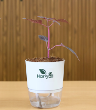 Iresine Herbstii (Bloodleaf / Beefsteak Plant) - Image 2