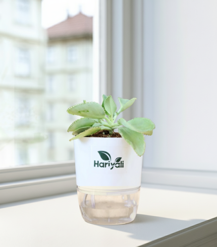 Kalanchoe (Mother of Thousands / Alligator Plant)