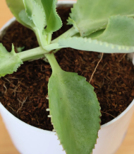 Kalanchoe (Mother of Thousands / Alligator Plant) - Image 3