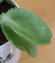 Kalanchoe (Mother of Thousands / Alligator Plant) - Image 2