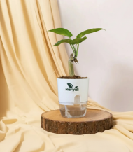 Money Plant (Golden Pothos / Devil’s Ivy)