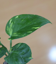 Money Plant (Golden Pothos / Devil’s Ivy) - Image 2
