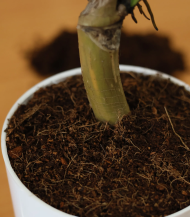 Money Plant (Golden Pothos / Devil’s Ivy) - Image 3