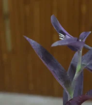 Purple Heart (Purple Queen) - Image 2
