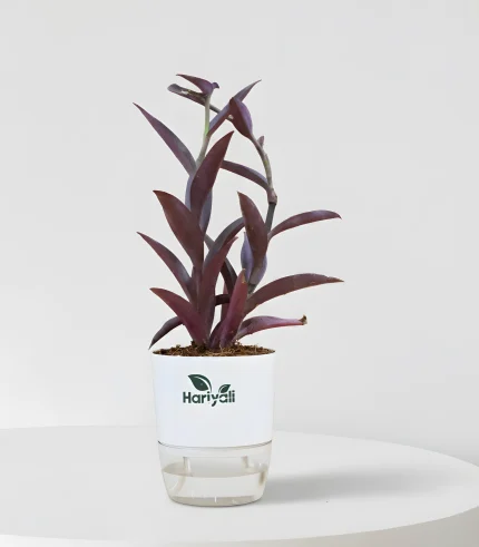 Purple Heart (Purple Queen)