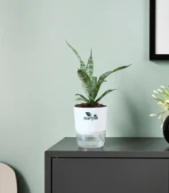 Sansevieria Green Snake Plant (Mother-in-Law’s Tongue)