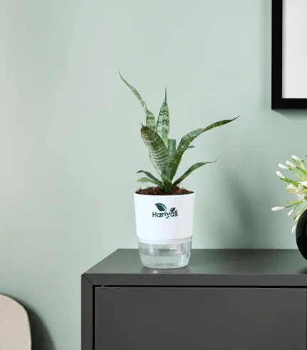 Sansevieria Green Snake Plant (Mother-in-Law’s Tongue)