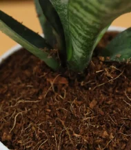 Sansevieria Green Snake Plant (Mother-in-Law’s Tongue) - Image 3