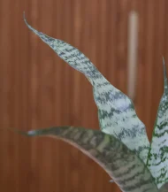 Sansevieria Green Snake Plant (Mother-in-Law’s Tongue) - Image 2