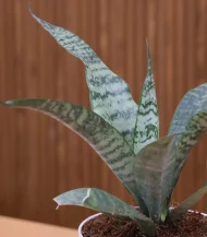 Sansevieria Green Snake Plant (Mother-in-Law’s Tongue) - Image 4