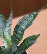 Sansevieria Green Snake Plant (Mother-in-Law’s Tongue) - Image 5