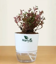 Alternanthera Red (Joyweed / Ruby Leaf Plant)