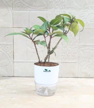 Gynura Procumbens (Longevity Spinach)