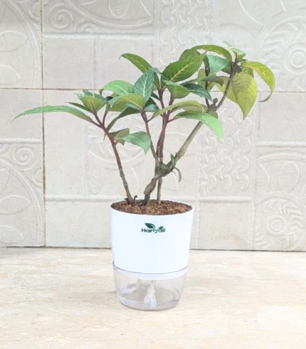 Gynura Procumbens (Longevity Spinach)